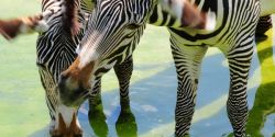 Week-end bio et nature à Beauval - Saint-Aignan au cœur du Val de Loire